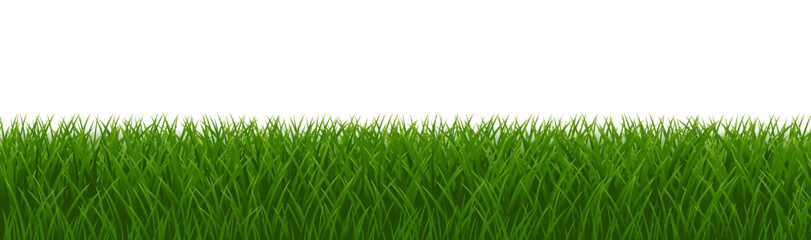 Fototapeta premium green grass isolated on white background