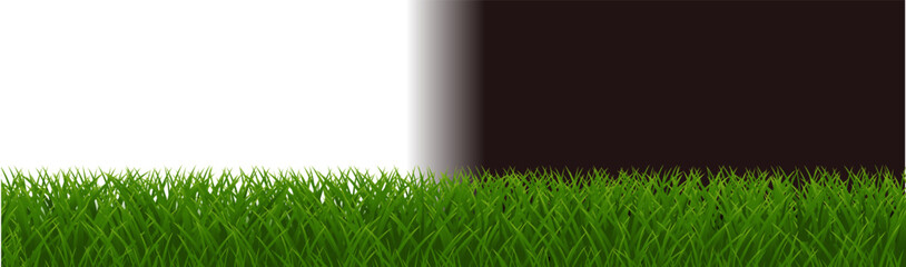Green Grass Isolated With White And Black Background