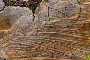 Old wooden texture for background that has natural.