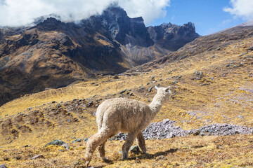 Fototapeta premium Alpaca