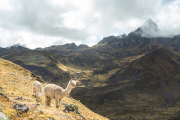 Fototapeta premium Alpaca