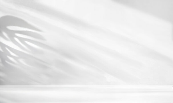 Elegant and Soft plants Shadows on a White Background