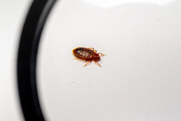 Cimex lectularius