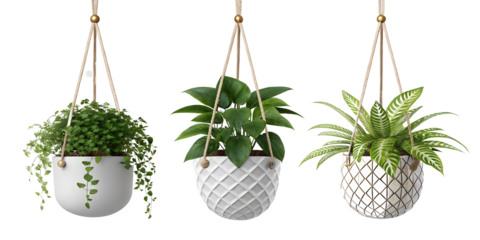 unique hanging plants, each suspended by a string or wire and contained within decorative pots