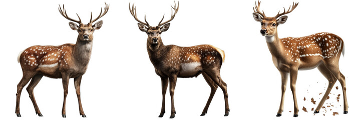 Three Spotted Deer Digital Painting, Isolated on Transparent Background, Wildlife, Animal, Illustration,Deer, fauna,  wildlife