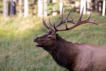 An elk in Canada
