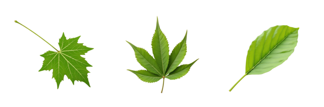 Collection of Transparent Green Leaves on transparent Background Featuring Maple, Palmate, and Linear Leaf Shapes in Various Sizes