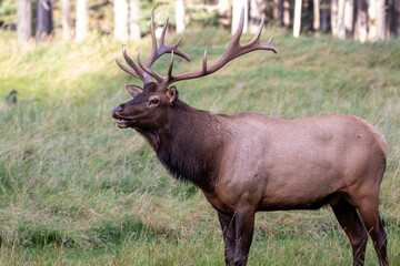 Fototapeta premium An elk in Canada