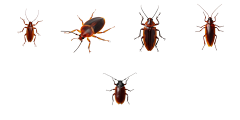 Realistic Digital Renderings of Various Cockroaches Displayed on a Solid transparent Background, Featuring Different Poses and Details, Highlighting Their Textures and Color Variations