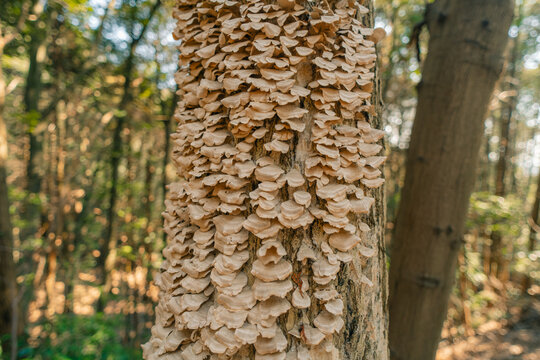 Trichaptum biforme, the violet-pored bracket fungus, growing on decaying wood.