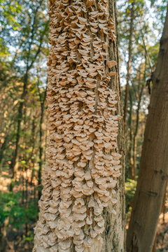 Trichaptum biforme, the violet-pored bracket fungus, growing on decaying wood.
