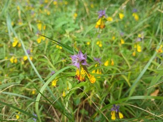 purple and yellow meeting