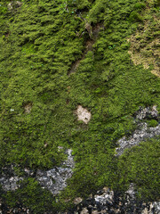 Lush Green Moss and Lichen on a Rocky Surface. Detailed view of green moss and lichen growing on a rock surface