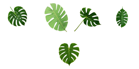 Collection of Monstera Leaves in Various Shapes and Sizes with a Transparent Background, Perfect for Design Projects and Nature-Inspired Decor.
