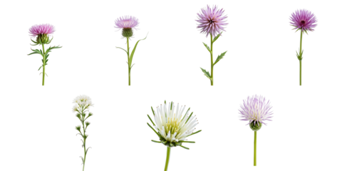 Collection of Various Wildflowers on transparent Background Featuring Eight Different Floral Designs in Shades of Pink and White with Distinctive Petal Structures and Green Stems