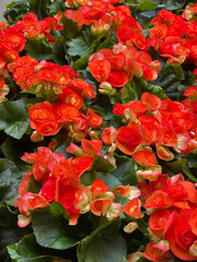 Close-up of vibrant orange and red begonia flowers in full bloom. Vibrant Red and Orange Begonia Flowers in Bloom