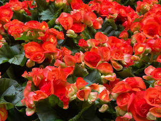 Close-up of vibrant orange and red begonia flowers in full bloom. Vibrant Red and Orange Begonia Flowers in Bloom