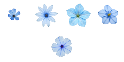 Collection of Various Blue Flowers on transparent Background Featuring Different Sizes and Petal Shapes Ideal for Creative Projects and Design Uses