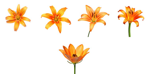 Collection of Orange Lilies Displaying Various Stages of Bloom on transparent Background Featuring Five Distinct Blooms with Vibrant Color and Detail