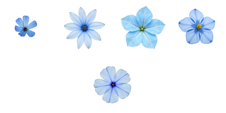 Collection of Various Blue Flowers on transparent Background Featuring Different Sizes and Petal Shapes Ideal for Creative Projects and Design Uses