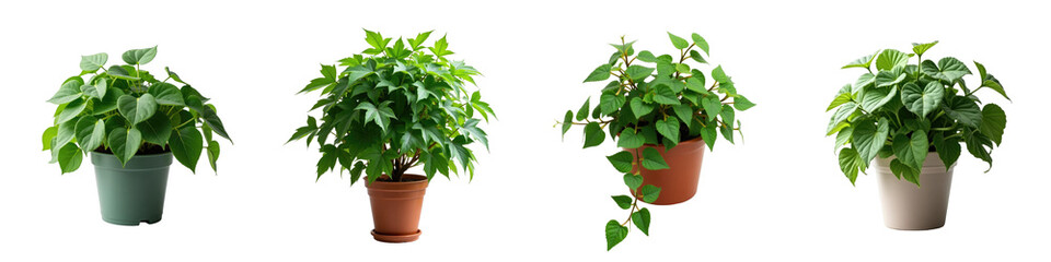 Obraz premium Diverse Collection of Potted Green Plants Featuring Four Distinct Types with Lush Foliage in Varied Pots Set Against a transparent Background