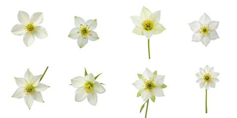 Collection of White Flowers on transparent Background Featuring Various Angles and Stages of Blooms with Delicate Petals and Green Centers Ideal for Design and Decoration Use