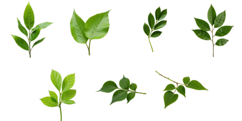 Collection of Green Leaves on transparent Background Featuring Various Leaf Shapes and Styles Ideal for Graphic Design and Nature-Themed Projects