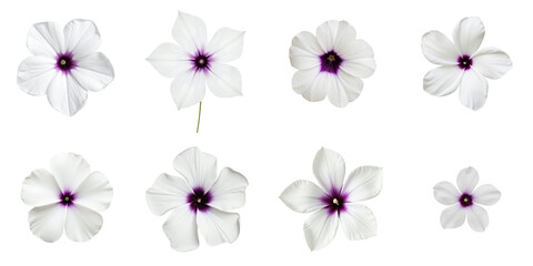 Collection of White and Purple Flowers on transparent Background with Various Arrangements and Sizes, Showcasing Delicate Petals and Distinctive Center Details