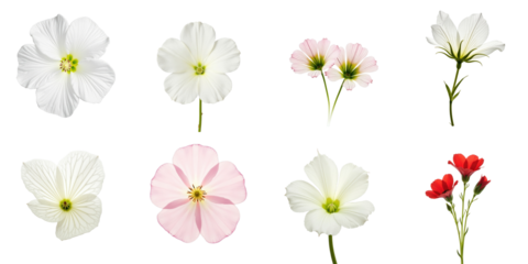 Collection of Eight Delicate Flower Varieties on transparent Background Featuring White, Pink, and Red Blossoms with Intricate Petal Patterns and Detailed Green Stalks