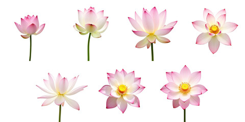 Obraz premium Variety of Lotus Flowers in Different Stages of Bloom Against a transparent Background Featuring Soft Pink and White Petals with Yellow Centers Showcasing Their Unique Shapes and Textures