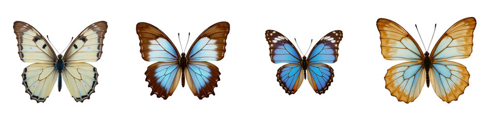 Obraz premium Four Colorful Butterfly Specimens Displayed on transparent Background Showcasing Unique Wing Patterns and Shades of Blue, Yellow, and Brown, Perfect for Artistic or Educational Use