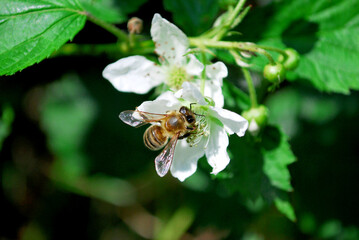 bee collecting nectar from a wild blackberry flower in a summer forest