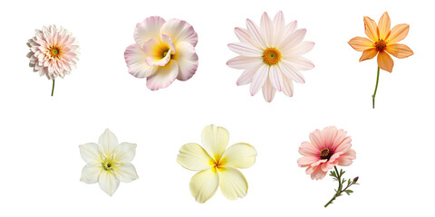 Fototapeta premium Collection of Colorful Transparent Flowers Featuring Various Blooms on a transparent Background Showcasing Unique Petals in Soft Pink, Yellow, White, and Orange Hues