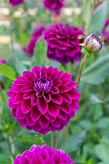 Obraz premium Purple decorative Dahlia in a garden