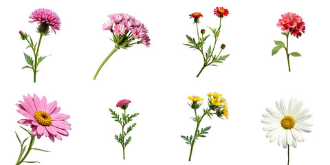 Colorful Floral Arrangement Featuring Nine Varieties of Flowers in Bloom Against a transparent Background Including Pink, Yellow, and White Blossoms with Lush Green Stems and Leaves