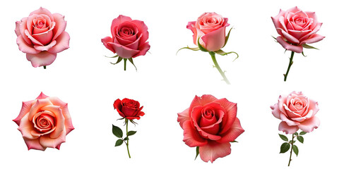 Fototapeta premium Collection of Eight Beautiful Roses on a transparent Background Featuring Various Shades of Pink and Red with Green Leaves and Detailed Petals for Floral Designs or Decorations