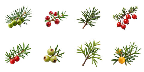 Collection of Various Berry Sprigs on transparent Background Featuring Red, Green, and Yellow Berries Alongside Green Pine-like Foliage in a Symmetrical Arrangement