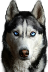 A gorgeous husky dog with piercing blue eyes stands out against a dark background, perfect shot.