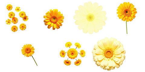 Collection of Yellow and White Flowers on transparent Background Featuring Multiple Bloom Types Including Daisy, Gerbera, and Small Floral Clusters Ideal for Digital Design and Decoration