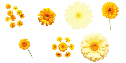 Collection of Yellow and White Flowers on transparent Background Featuring Multiple Bloom Types Including Daisy, Gerbera, and Small Floral Clusters Ideal for Digital Design and Decoration