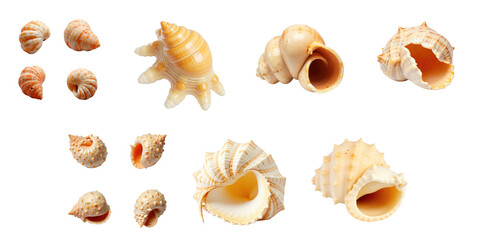 Collection of Various Seashells Displayed on a transparent Background Featuring Different Shapes, Sizes, and Textures Highlighting Their Natural Beauty and Detail