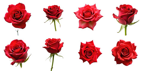 Obraz premium Collection of Stunning Red Roses in Various Blooms and Angles Set Against a transparent Background Highlighting Their Nature and Elegance