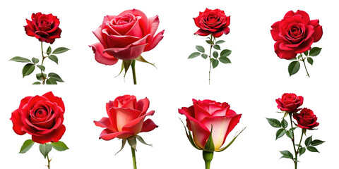 Collection of Vibrant Red Roses Featuring Varied Blooms and Lush Green Leaves on a transparent Background Ideal for Design Use in Floral Arrangements and Invitations