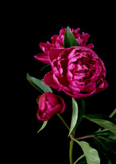peony flower growing against black background