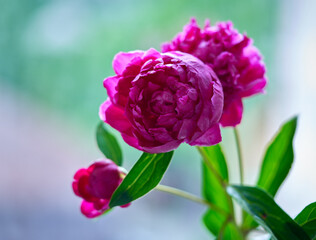 peony flower growing against white background