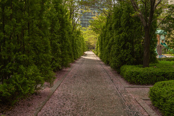 Tree-lined walkway with peaceful mood representing springtime cherry blossom petals on the path, Seoul, South Korea, Songdo-dong