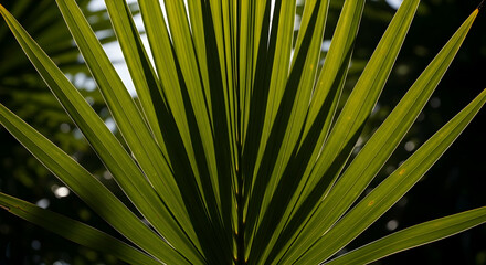 Fototapeta premium Radiant Palm: A Captivating Study of Tropical Greenery Against Dark Background