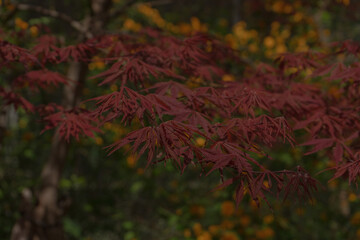 Japanese Maple Tree Branches with Deep Red Leaves in Tranquil Mood Representing Autumn Foliage Against Blurred Green and Yellow Garden Background, Seoul, South Korea