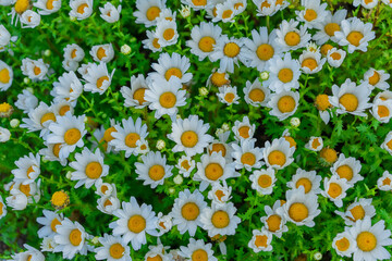Nippon daisies cheerful blooming top view representing springtime against a lush green background, Seoul, South Korea, Namsan Mountain