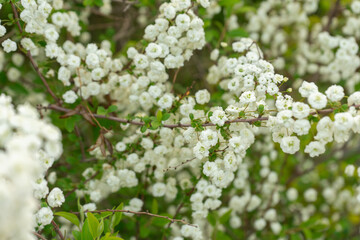 Bridal Wreath Spirea Branches with Delicate White Blossoms in Soft Focus Against a Lush Green Background, Seoul, South Korea, Namsan Mountain